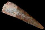 Fossil Pterosaur (Siroccopteryx) Tooth - Morocco #178524-1